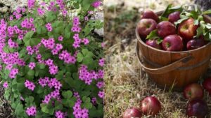 E se le mele fossero il perfetto concime per le tue piante: scopri il segreto dei giardinieri più esperti