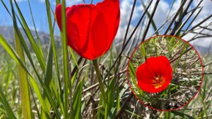 La tragica leggenda del fiore di papavero: vi sveliamo anche il suo significato nascosto