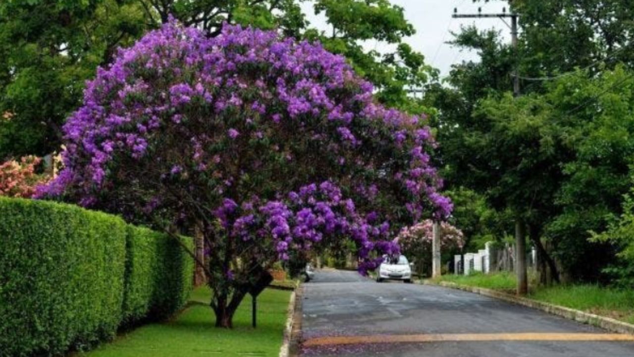 albero con fiori viola