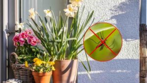 7 piante aromatiche e belle da avere sul balcone: terranno lontane mosche e zanzare