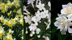 Le piante più profumate da coltivare sul terrazzo o nel tuo giardino