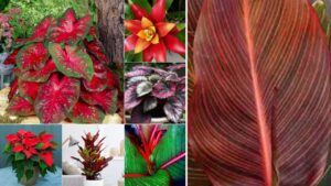 10 bellissime piante d’appartamento con foglie rosse