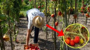 Come garantirsi un ricco raccolto di pomodori con il trucco del contadino che non conoscevi: porta a meno sprechi