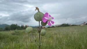 Silene, tutti i benefici di quest’erba miracolosa