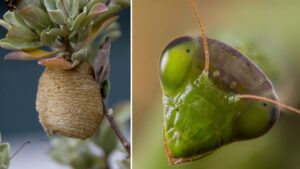 Se trovi queste sacche di uova, taglia il ramo qualche centimetro sotto e trasferiscilo nel tuo giardino: sarà una benedizione per le piante