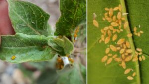 Se vedete queste piccole uova sulle foglie o sui rami non dovete eliminarle: gli insetti che nasceranno vi faranno un grande favore