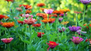 Zinnia: come coltivare con successo questa bellissima pianta