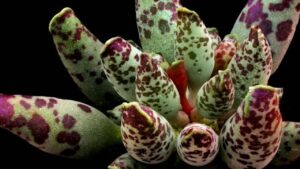 Adromischus: tutto quello che c’è da sapere sulla pianta grassa e sulla sua cura