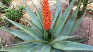 Aloe ferox: cos’è e quali sono i suoi benefici