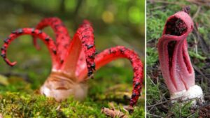 Clathrus archeri: tutto quello che dovresti sapere sul fungo coi tentacoli che sembra uscito da un racconto fantasy