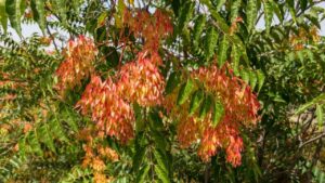 Albero del paradiso, caratteristiche e proprietà benefiche.  Attenzione, però, a non entrare in contatto con foglie e fiori, ecco perché