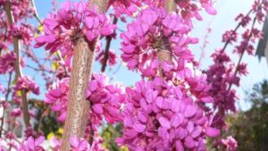 Albero di Giuda, caratteristiche e storia di questa pianta leggendaria: quello che pochi sanno, è che i fiori sono commestibili