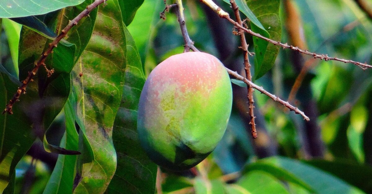 Il Mango Come Coltivare Con Successo L Albero Di Questo Bellissimo E Buonissimo Frutto