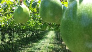 Albero di Maracuja, la pianta che da vita ad un frutto straordinario