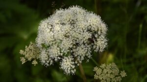 Angelica, tutto quello che avreste sempre voluto sapere su questa pianta aromatica: ha tanti benefici inaspettati per la salute