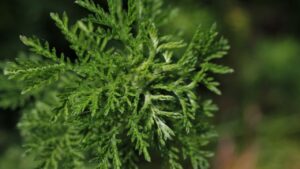 L’Artemisia: storia e simbologia dietro il nome di questa pianta