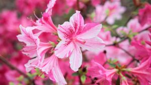 Azalea, origine e leggende legate a questa pianta: ecco le più intriganti