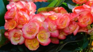 Begonia, scopri tutti i significati nascosti dietro a questa coloratissima pianta: ecco quando dovresti regalarla