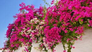 Bougainvillea: come coltivare con successo questa bellissima pianta da fiore