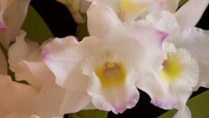 Dendrobium nobile: cura e coltivazione dell’orchidea bambù