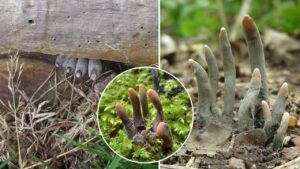 Se lo trovi durante la passeggiata nel bosco, meglio non raccoglierlo: vi spieghiamo di cosa si tratta