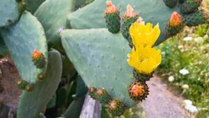 Impariamo a coltivare il fico d’India, il cactus ornamentale dai frutti dolci