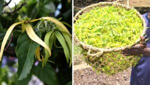 Ylang Ylang, tutto quello che dovresti sapere sul “fiore dei fiori”