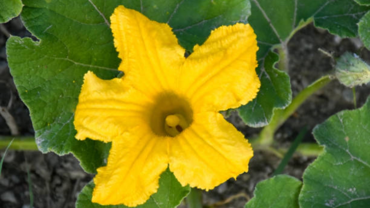 fiori di zucca gialli