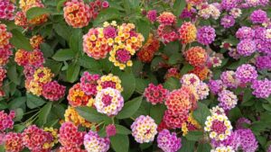 La pianta dai fiori di mille colori: tutto quello che devi sapere sulla lantana camara