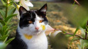 Se avete animali non tenete questo fiore in casa, è letale: l’avvertimento di una donna devastata dopo la perdita del suo gattino