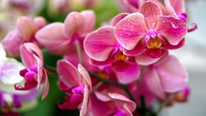 Come far fiorire le orchidee: segui la mini guida passo dopo passo