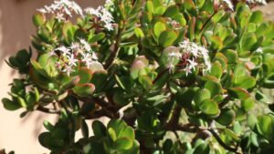 Crassula, una pianta meravigliosa e a prova di pollice nero