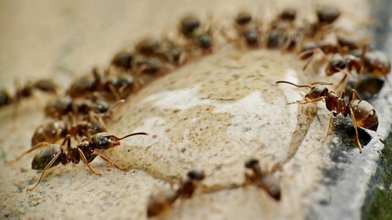 esercito di formiche