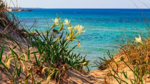 Giglio di mare, caratteristiche e curiosità su questa pianta particolare: ecco cosa succede al suo profumo la sera