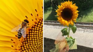 Il girasole, un fiore su cui aleggiano da sempre affascinanti leggende: scopriamo insieme le più belle