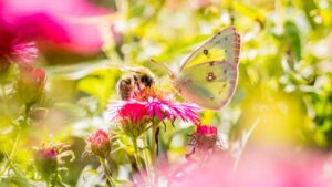 Ecco 10 piante che devi conoscere se vuoi attirare api e farfalle nel tuo terrazzo o giardino