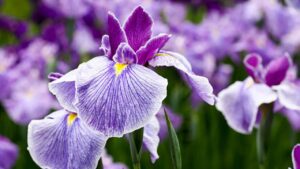 Iris, usi e benefici di questo fiore magnifico | Occhio però, il fiore è solitamente velenoso se consumato