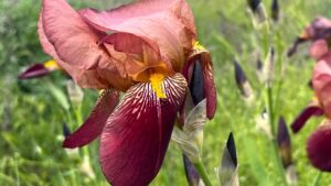 Iris e il loro simbolismo in base al colore: ecco cosa significa regalare questo fiore