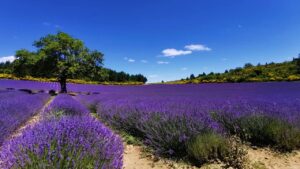 Lavanda, miti e leggende su questa pianta: fu tutta colpa di Fata Lavandula che strappò un pezzo di cielo per rimediare ad un danno fatto