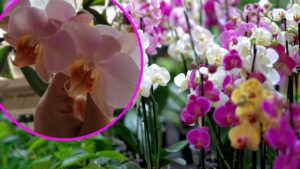 Orchidea phalaenopsis: consigli per curarla al meglio