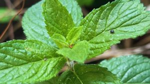 Cresce dappertutto, è altamente infestante: basta una piantina per farsi invadere l’orto, ecco di cosa si tratta e quali sono i suoi benefici