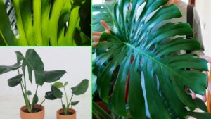 Monstera Deliciosa: come curarla al meglio (i problemi più comuni)