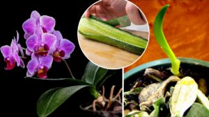 Come stimolare la crescita e la fioritura delle orchidee: il metodo naturale che non ti aspetti