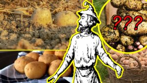 Patate fuorilegge e killer: l’insospettabile storia del solanum tuberosum