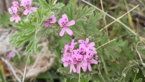 Alla scoperta dei Pelargonium: da piante ornamentali a piante medicinali