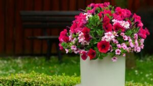 Una pratica guida per prendersi cura della petunia: perfetta anche per i “pollici neri”