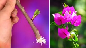 Come propagare i rami di Bouganville in balcone o giardino: il metodo infallibile