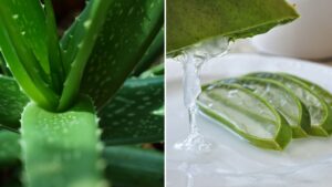 Trucchi e segreti sulla cura dell’Aloe vera: ecco cosa ci rivelano i giardinieri esperti