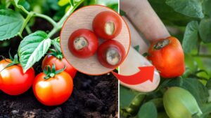 Perché i pomodori diventano neri verso la punta: non manca l’acqua, ecco perché accade