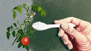 Mai piantare i pomodori nell’orto senza questo: buttane sempre una cucchiaiata nel terreno